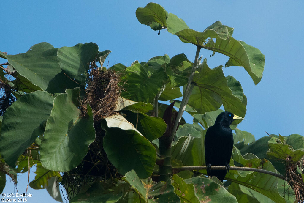 Red-rumped Cacique