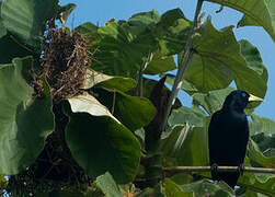 Red-rumped Cacique