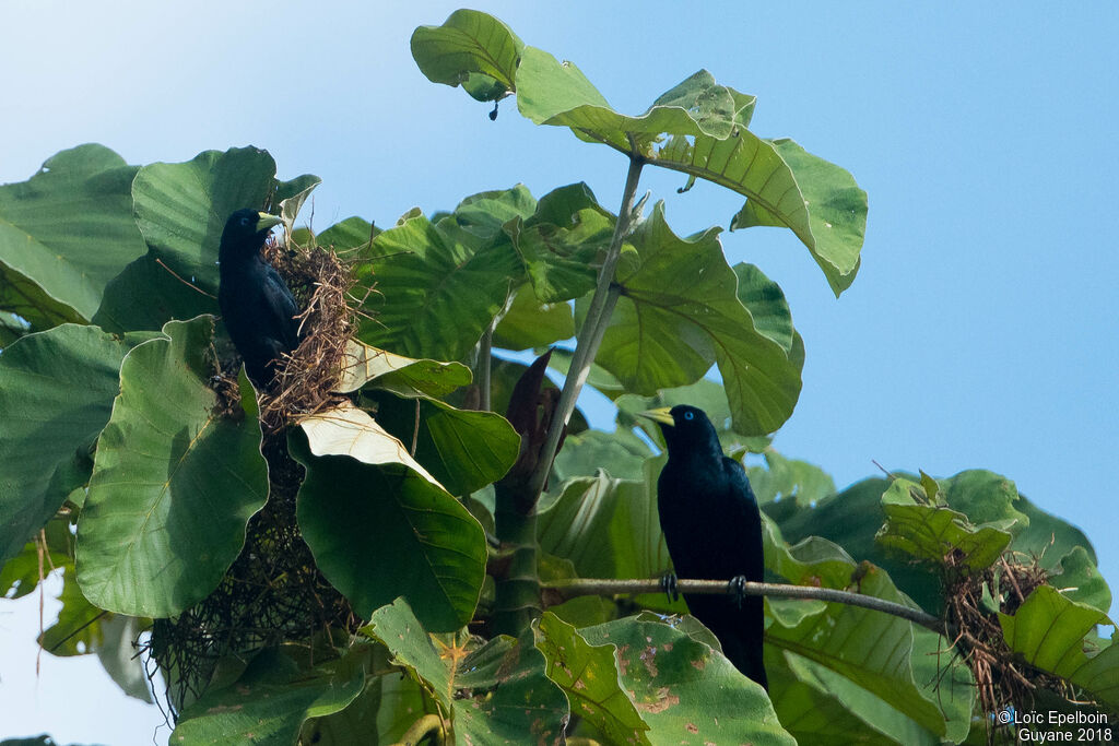 Red-rumped Cacique