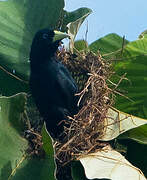 Red-rumped Cacique