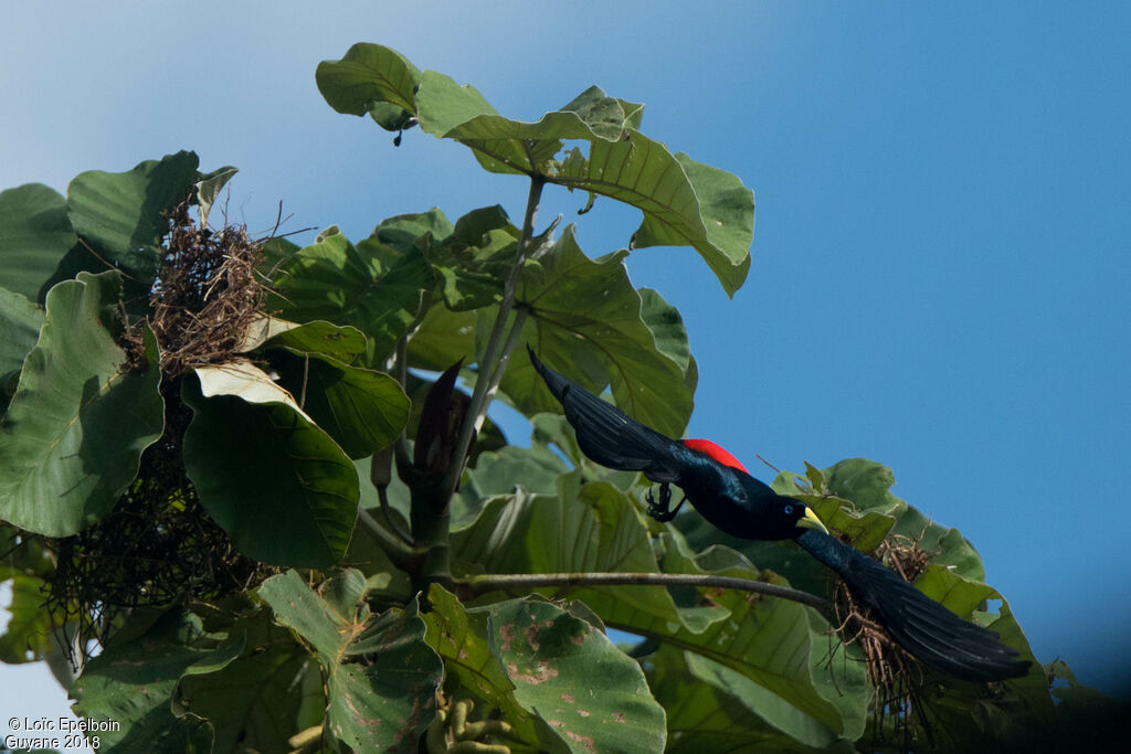 Red-rumped Cacique