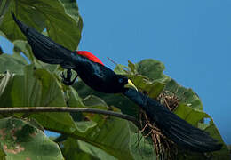 Red-rumped Cacique