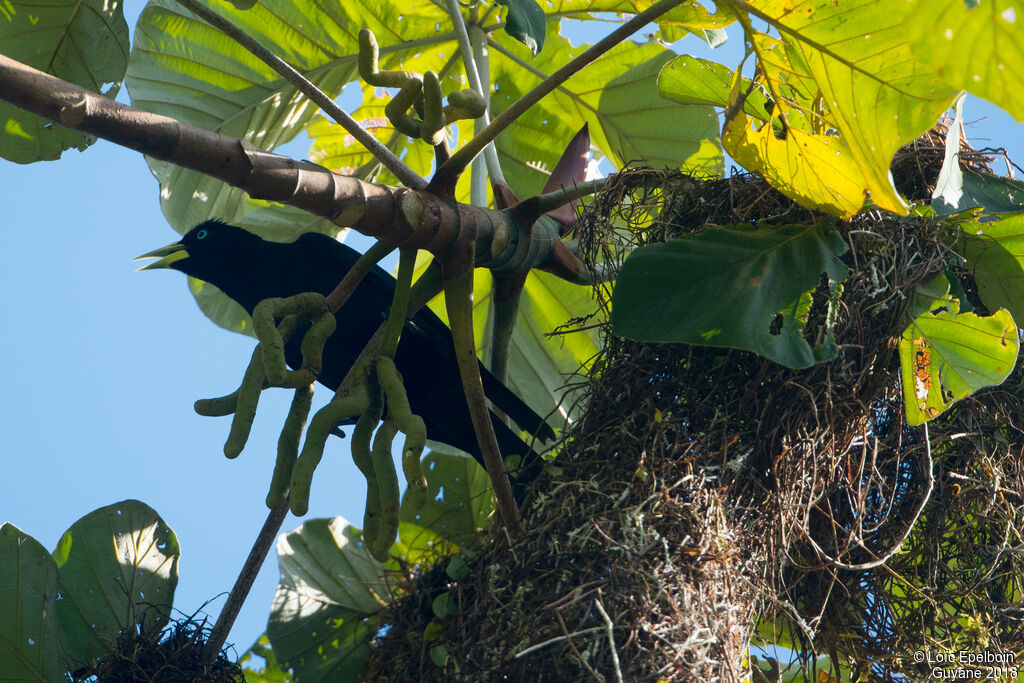 Red-rumped Cacique