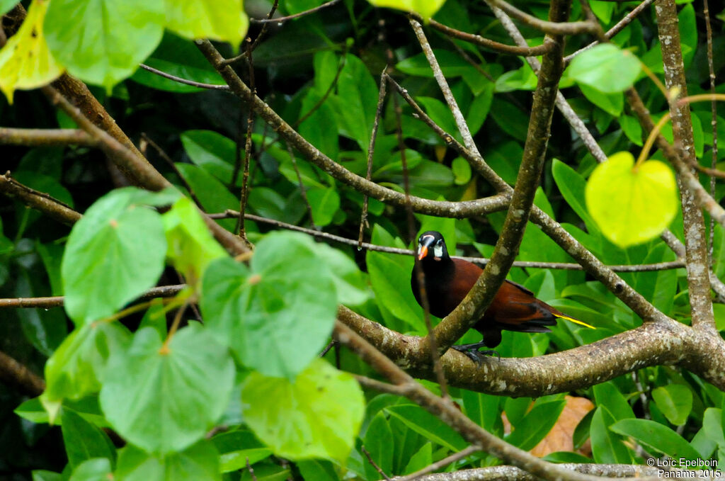 Montezuma Oropendola