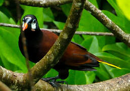 Montezuma Oropendola