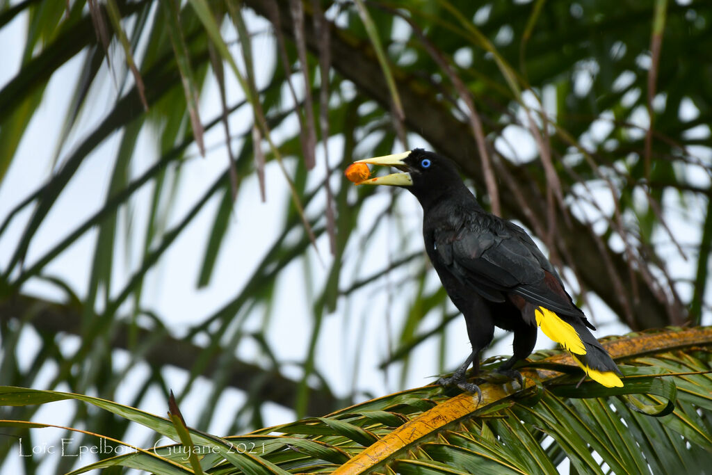 Crested Oropendola