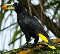 Crested Oropendola