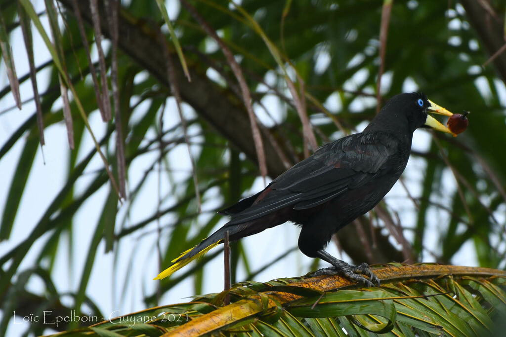 Crested Oropendola