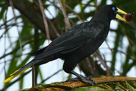 Crested Oropendola