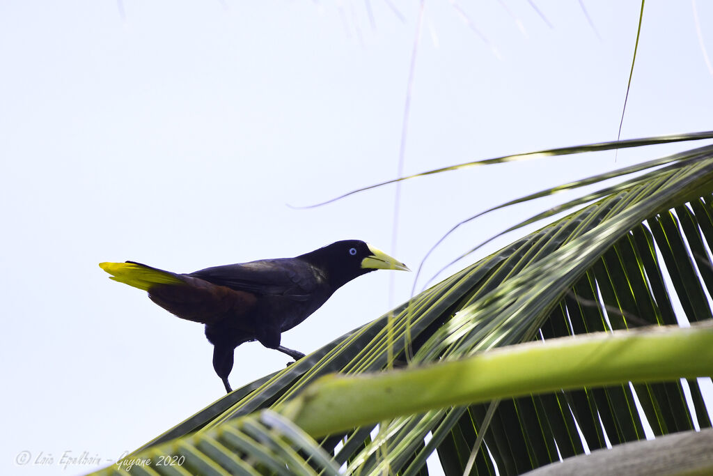 Crested Oropendola