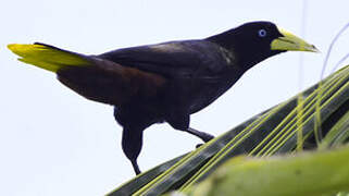 Crested Oropendola