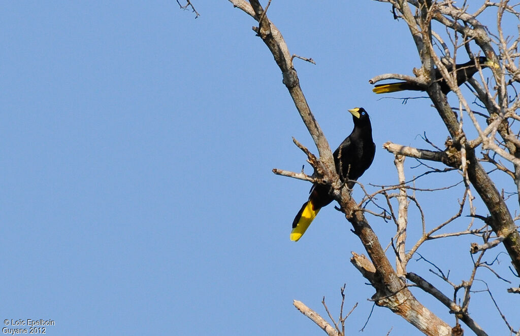 Crested Oropendola