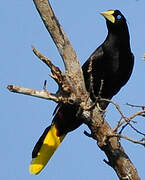 Crested Oropendola