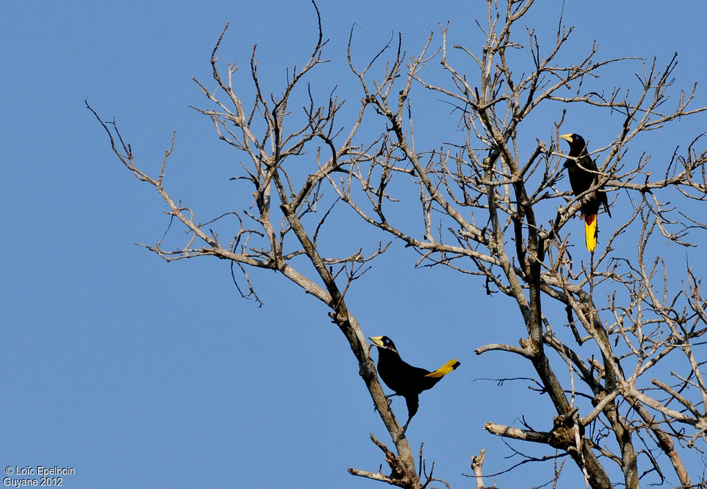 Crested Oropendola