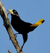 Crested Oropendola