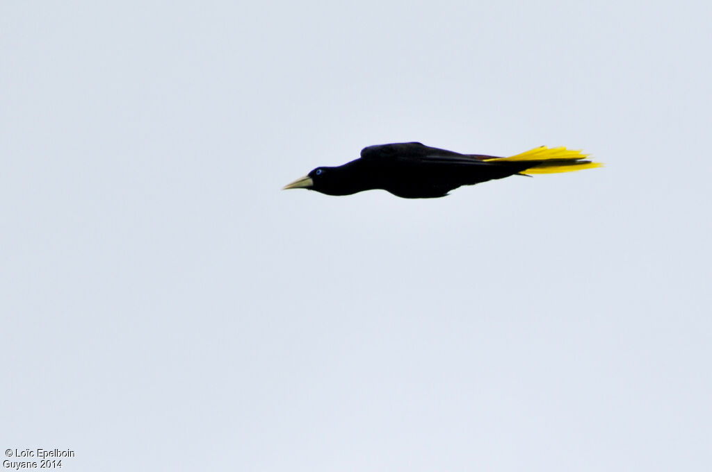 Crested Oropendola