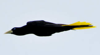 Crested Oropendola