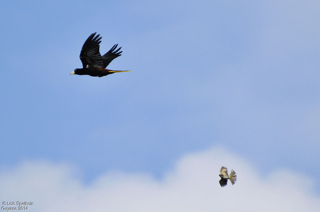 Crested Oropendola