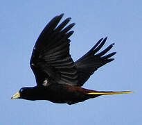 Crested Oropendola