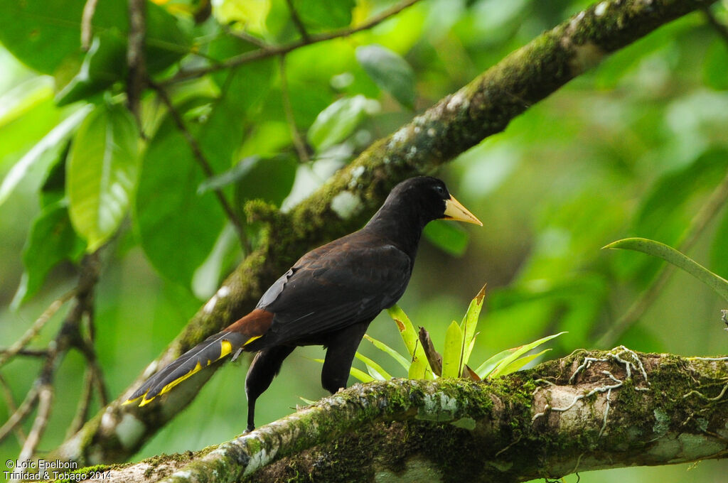 Crested Oropendola