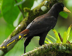 Crested Oropendola