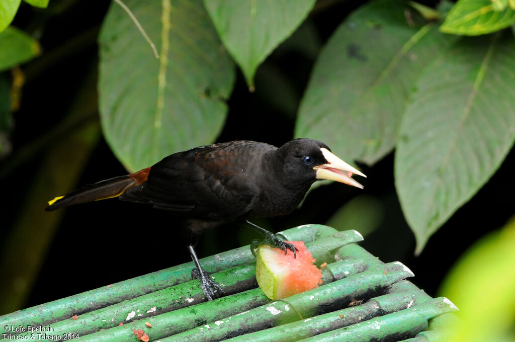 Crested Oropendola