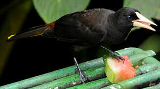 Crested Oropendola