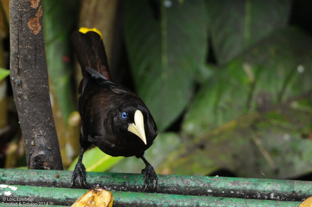 Crested Oropendola