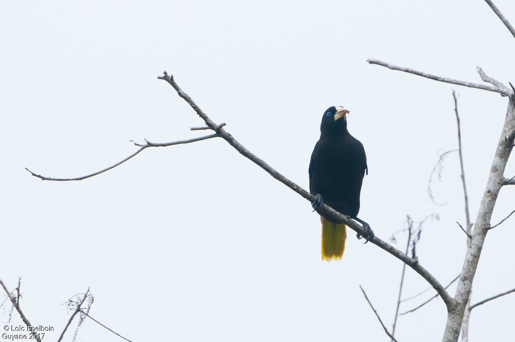 Crested Oropendola