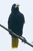 Crested Oropendola