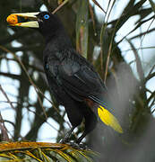 Crested Oropendola