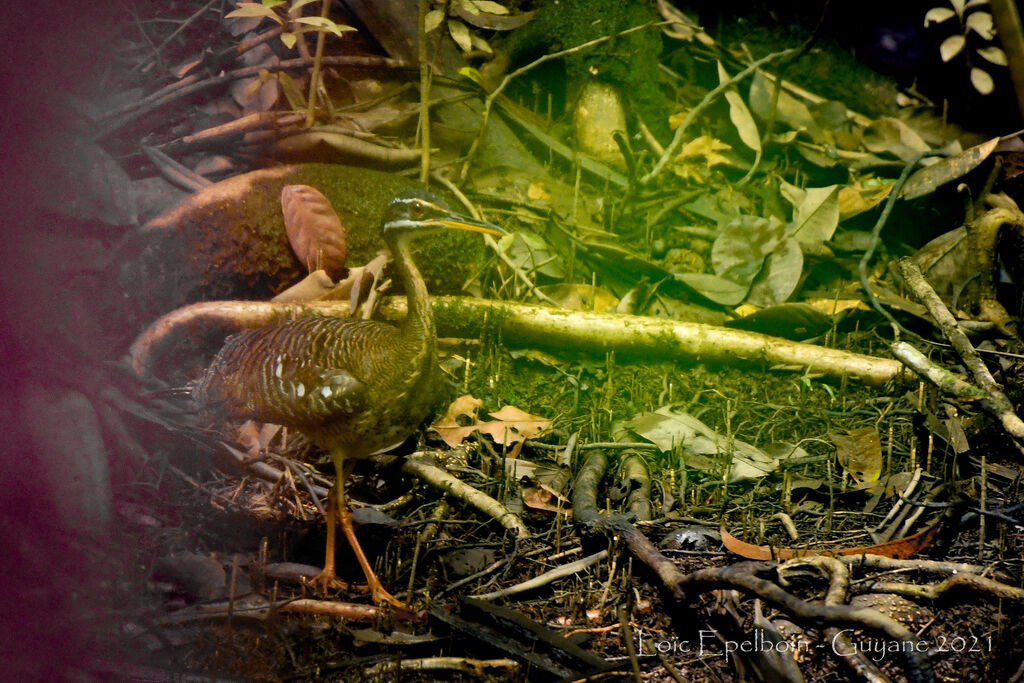 Sunbittern