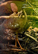 Sunbittern