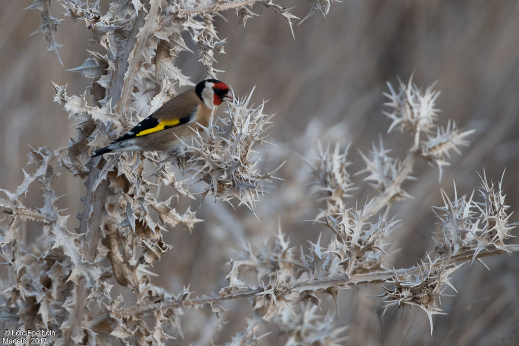 European Goldfinch