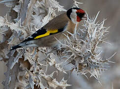 European Goldfinch