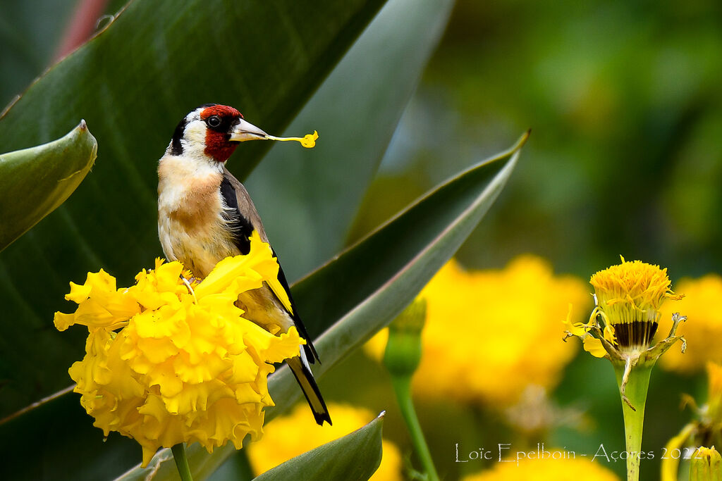 European Goldfinch