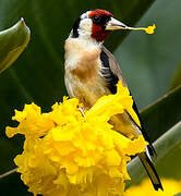 European Goldfinch