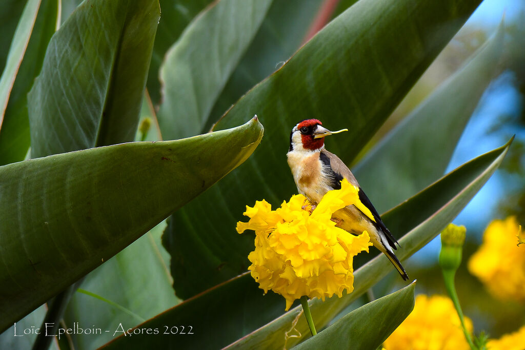 European Goldfinch