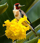 European Goldfinch