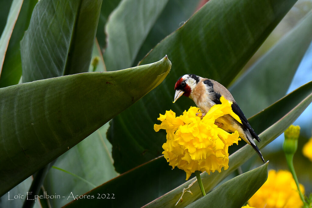 European Goldfinch