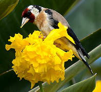 European Goldfinch