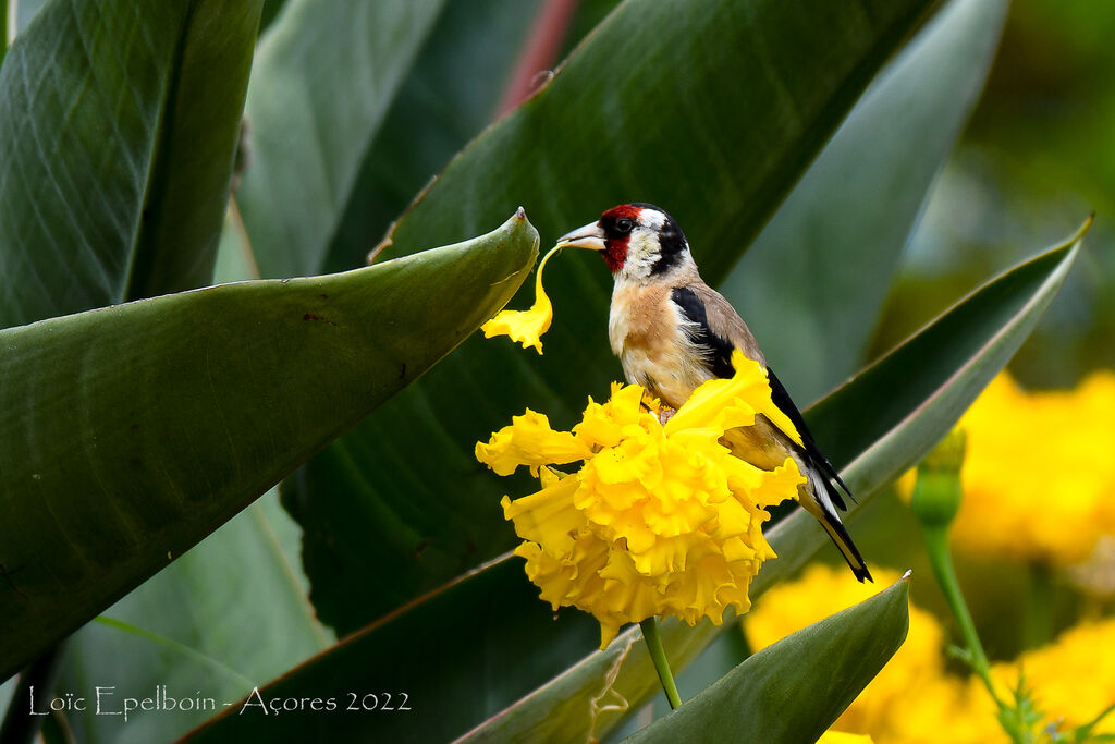 European Goldfinch