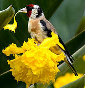 European Goldfinch