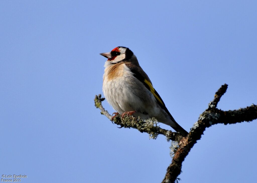 Chardonneret élégant