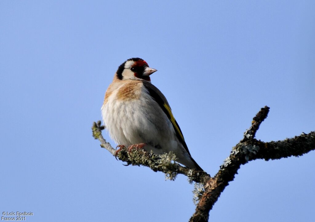 European Goldfinch