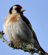 European Goldfinch