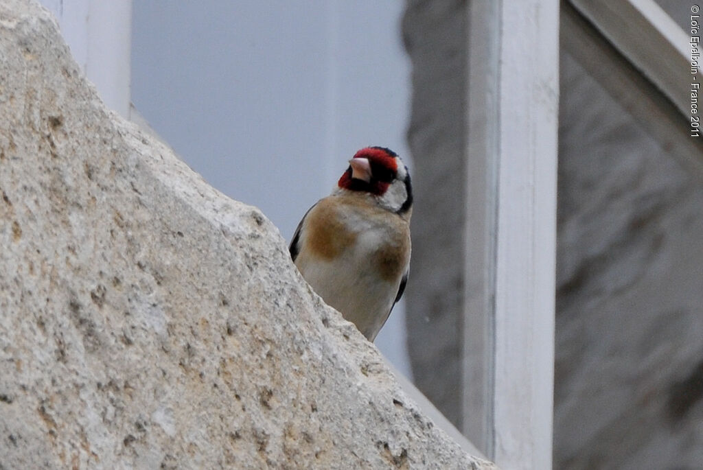 Chardonneret élégant