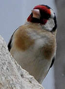 European Goldfinch