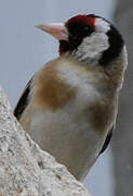 European Goldfinch