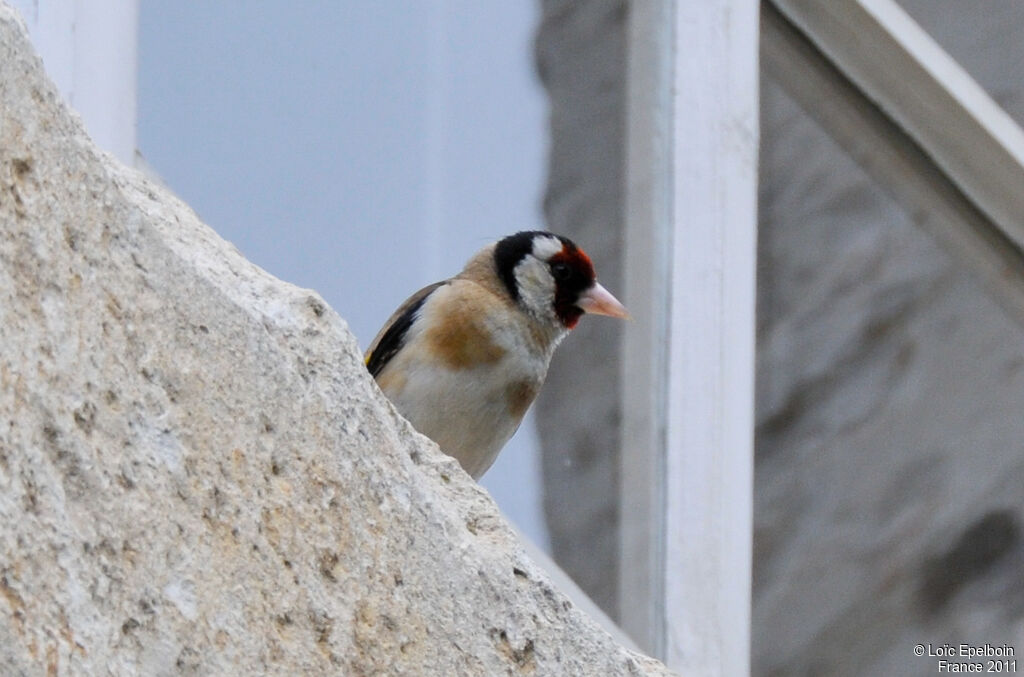 European Goldfinch